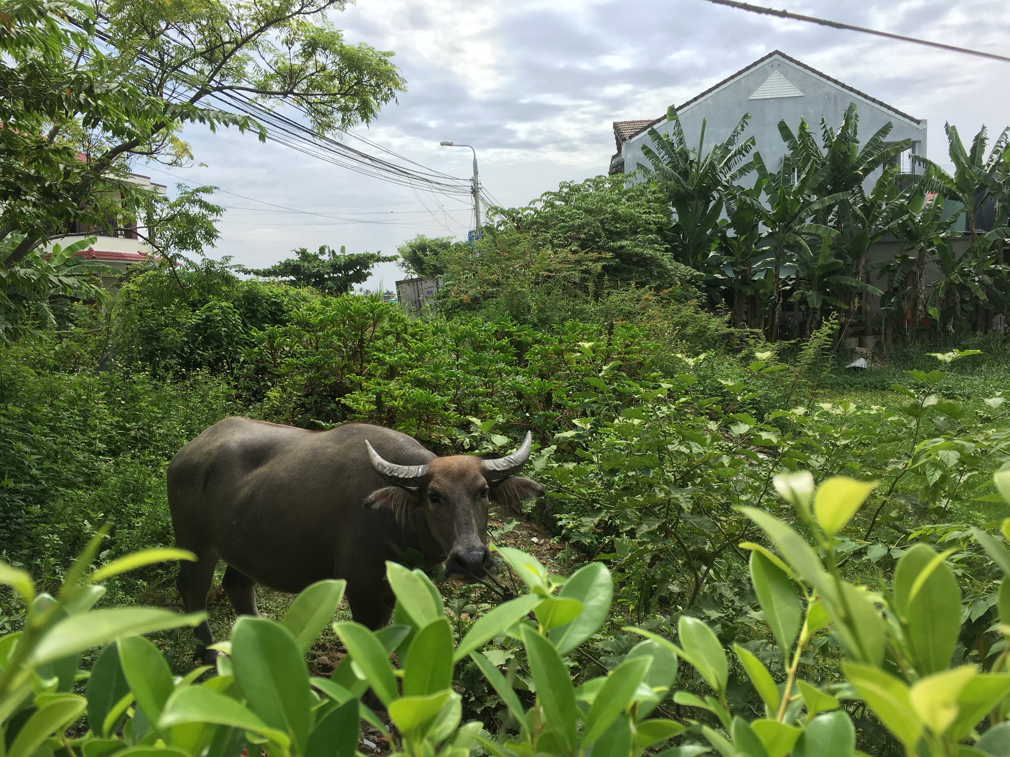Buffalo in the Field