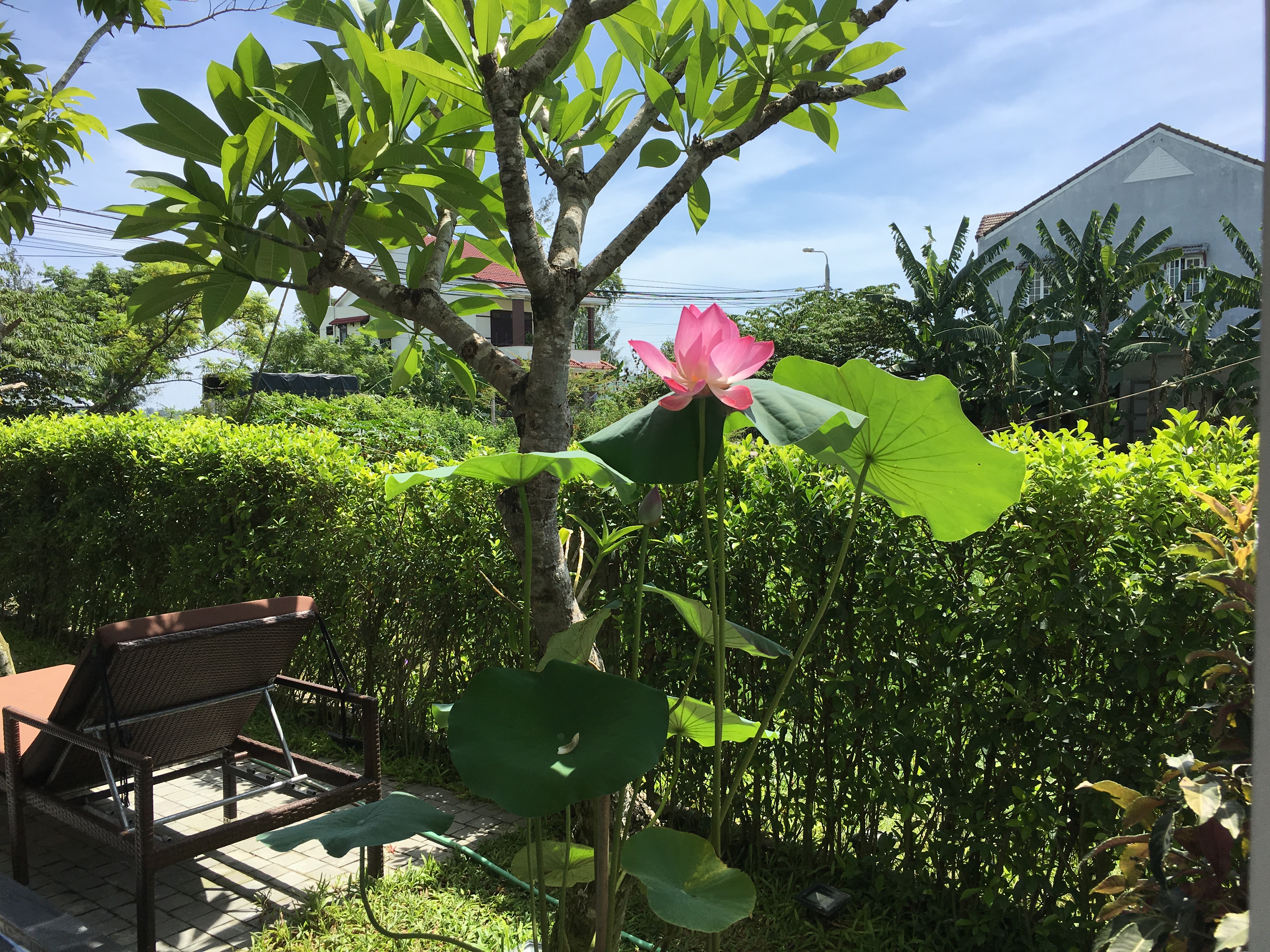 Garden Lotus